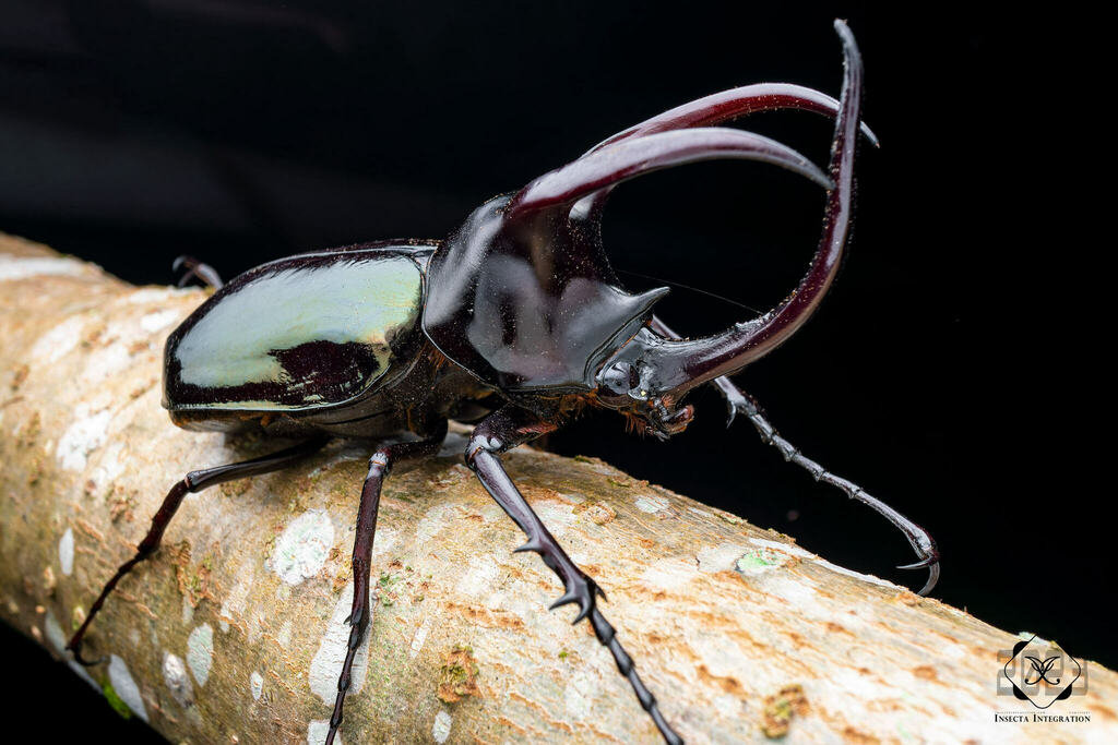 Moellenkampi Beetle (Chalcosoma moellenkampi) · iNaturalist NZ
