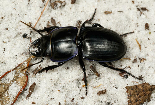 Pasimachus sublaevis (Palisot de Beauvois, 1811)