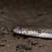 Cat-eyed Fishing Snake - Photo (c) Aravind Manoj, all rights reserved, uploaded by Aravind Manoj