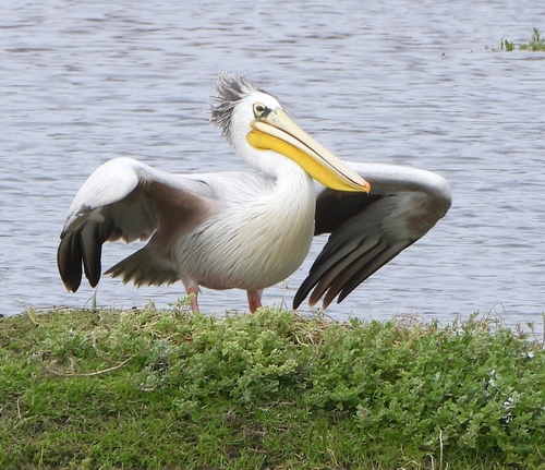 Pink-backed Pelican