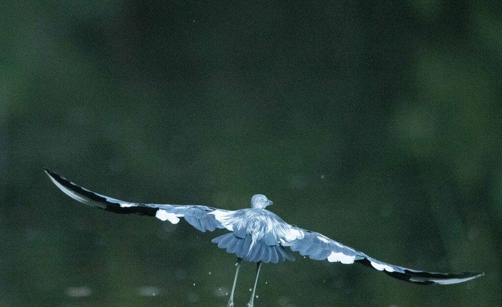 Little Blue Heron from Montgomery County, TX, USA on July 30, 2023 at