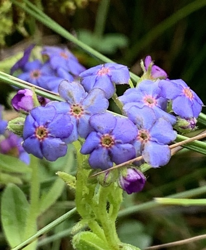 Azores forget-me-not (Myosotis azorica)