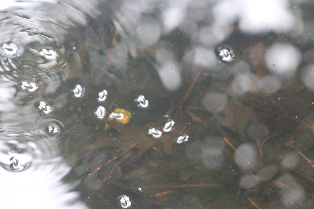 Dineutus from London Bridge Rd, Windham, NH 03087 on July 29, 2023 at 0125 PM by Kimberly