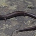 San Simeon Slender Salamander - Photo (c) Mike Rochford, all rights reserved, uploaded by Mike Rochford