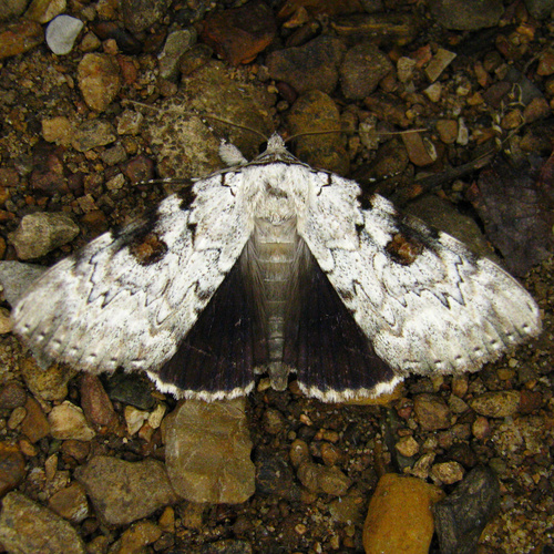 Catocala sappho Strecker, 1874