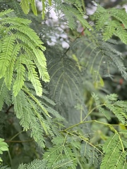 Albizia julibrissin image