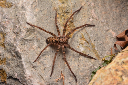 Sinopoda pantherina · iNaturalist