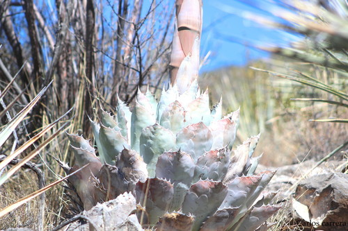 Agave parrasana · iNaturalist