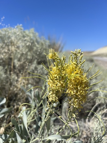 Oregon Prince's Plume (Stanleya confertiflora)