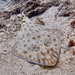 Grey-spotted Guitarfish - Photo (c) Jenny, all rights reserved, uploaded by Jenny