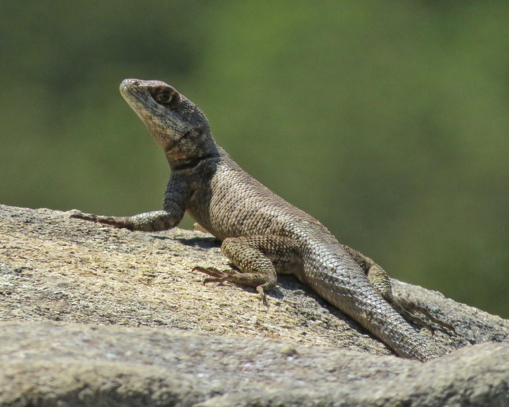 Neotropical Ground Lizards (Family Tropiduridae) · iNaturalist, image size:1024x820