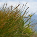 Carex myosuroides - Photo (c) stefan-allgaeu, todos los derechos reservados, subido por stefan-allgaeu