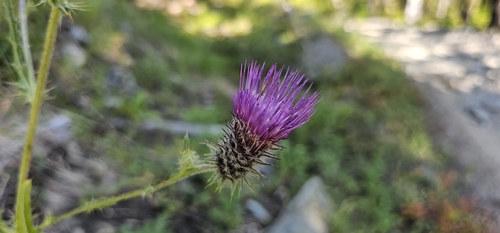 Cirsium edule var. wenatchense