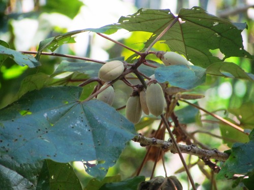 Hampea platanifolia image