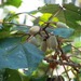 Hampea platanifolia - Photo (c) Jessica Helmbold, todos os direitos reservados, uploaded by Jessica Helmbold