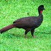 Crested Guan - Photo (c) Jessica Helmbold, all rights reserved, uploaded by Jessica Helmbold