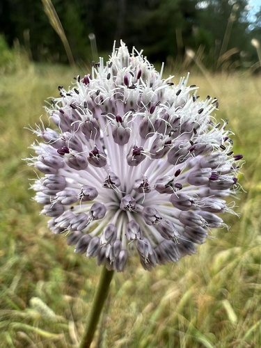 Allium guttatum Steven