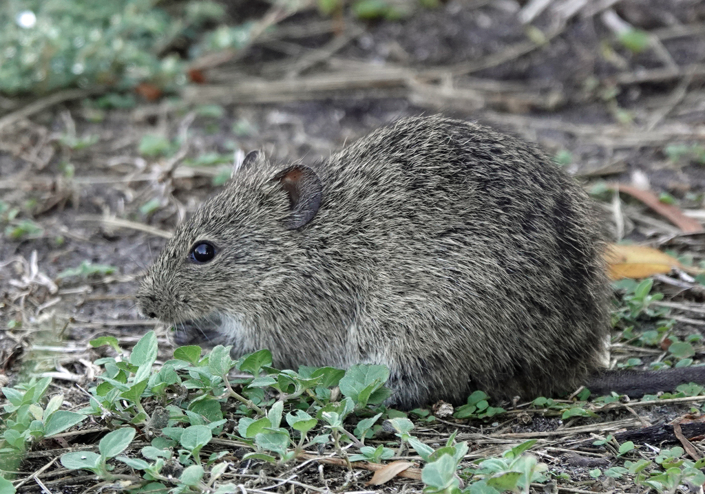 Channel Rats Texas Hispid Cotton Rat from 1356 Ross Ave, Port Aransas, TX 78373 on July 30 ...