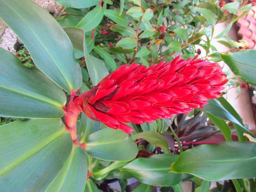 Costaceae image