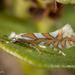 Lithocolletinae - Photo (c) Alice Abela, todos los derechos reservados