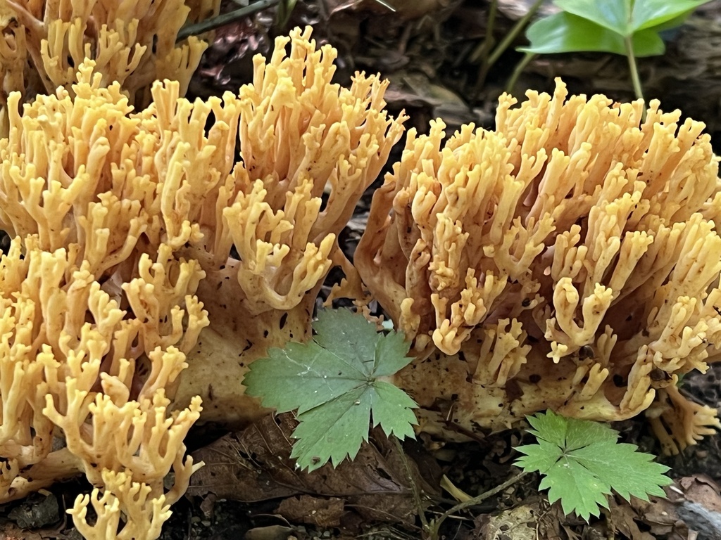 Phaeoclavulina myceliosa from Blue Heron Road, Sparta, NJ, US on July ...