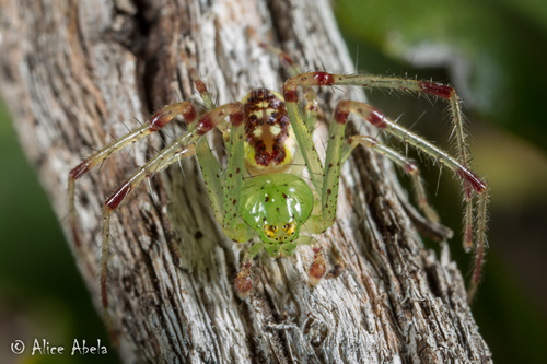 Diaea livens