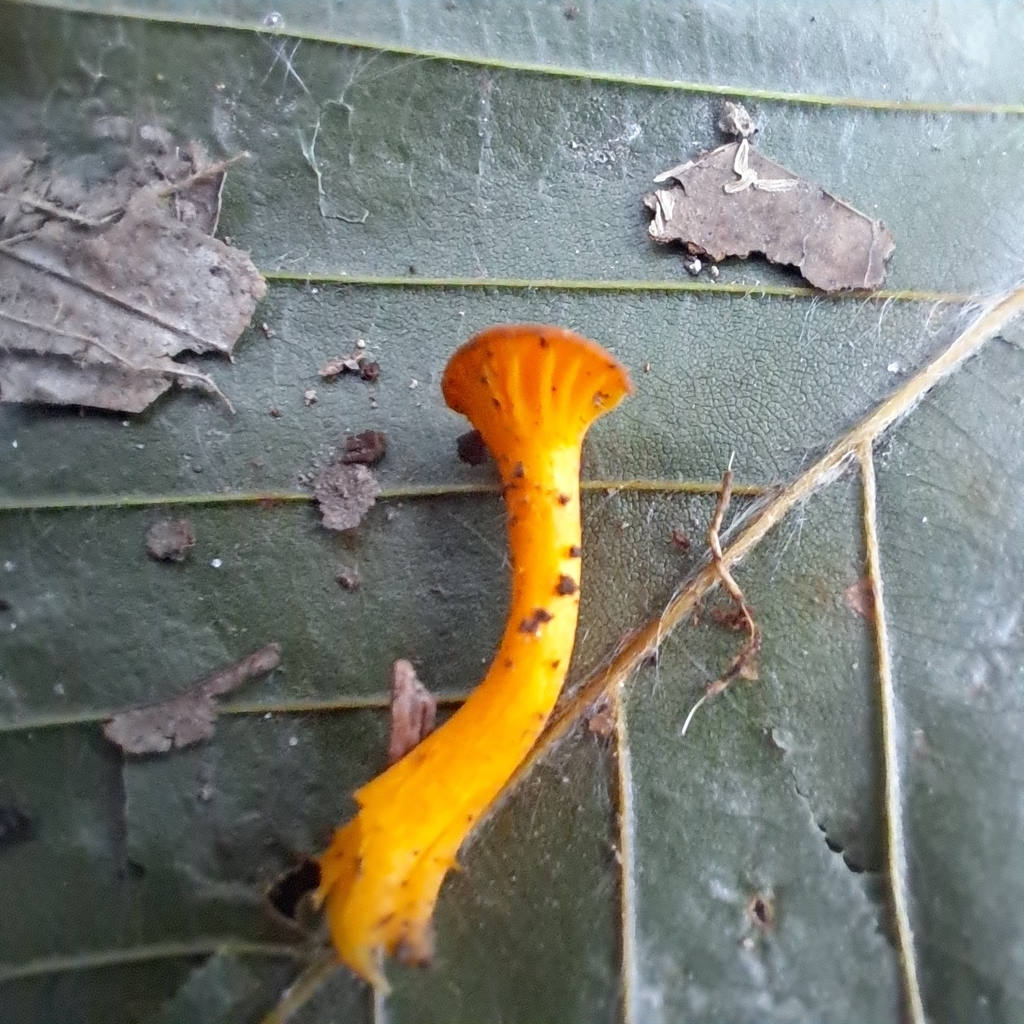 Small Chanterelle from Brown Township, OH, USA on July 24, 2023 at 0408 PM by Matthew Visconti