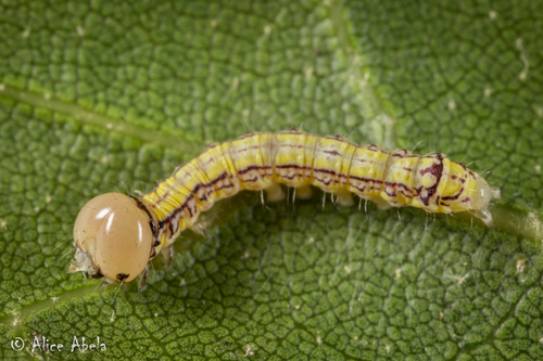 California Oak Moth