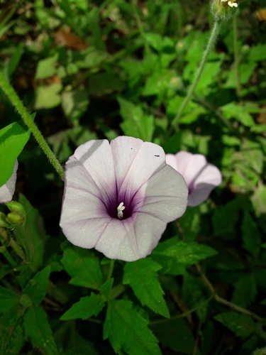 threefork morning glory