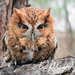 Eastern Screech-Owl - Photo (c) William Wise, all rights reserved, uploaded by William Wise