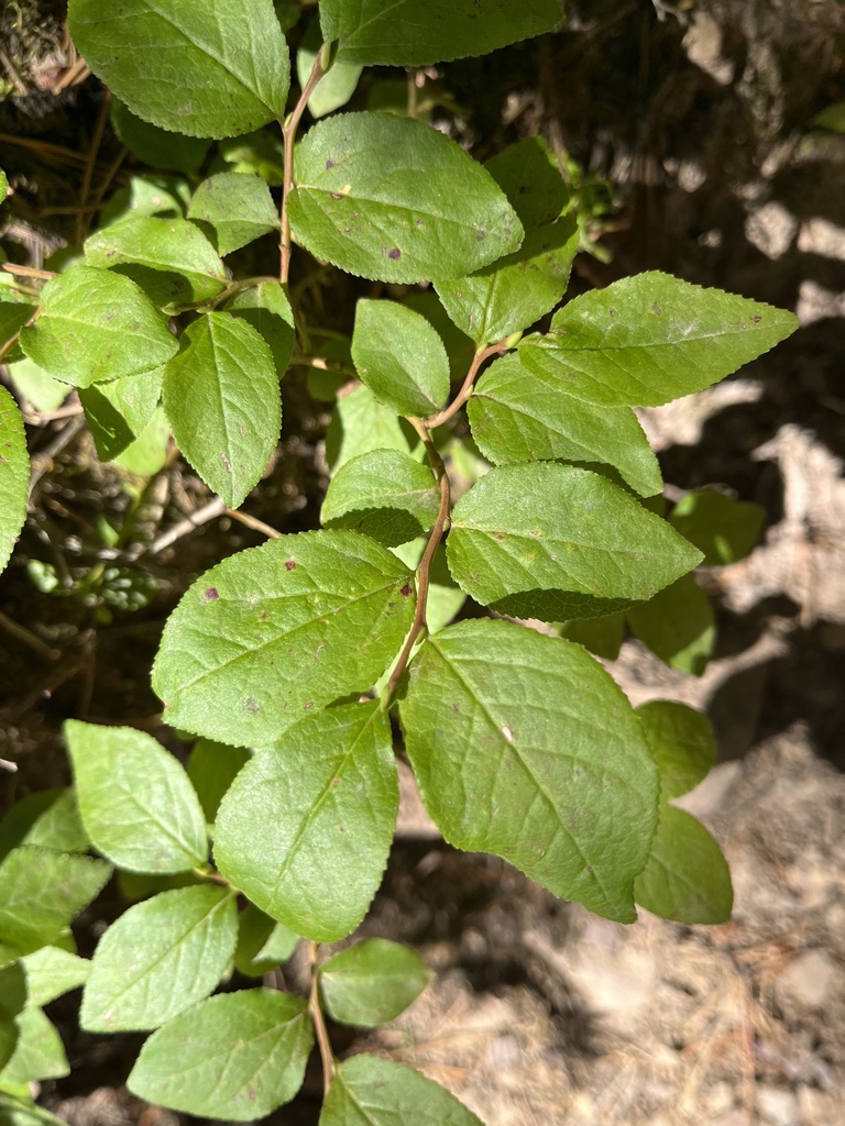 thinleaf huckleberry from Waterton Lakes National Park, Improvement ...