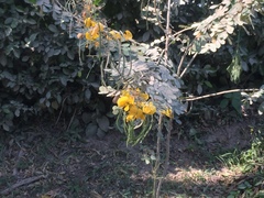 Senna pallida image