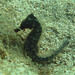 Observation photo
