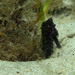 Observation photo