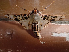 Image of Azochis pieralis