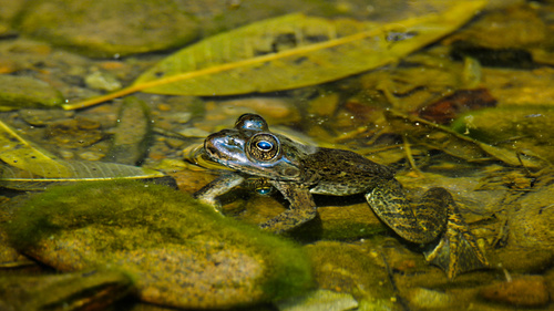 Zweifel's Frog