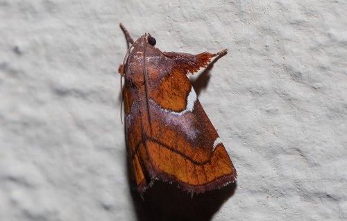 Hypocosmia pyrochroma Jones, 1912