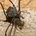 Serracutisoma pseudovarium - Photo (c) Ian Davies, all rights reserved, uploaded by Ian Davies