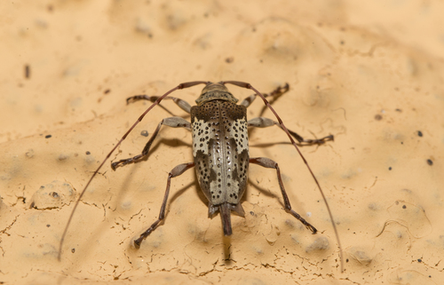 Hylettus stigmosus · iNaturalist