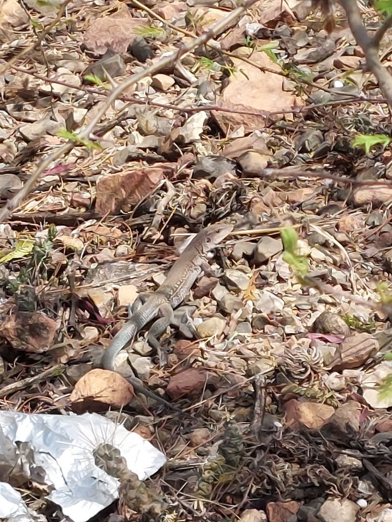 Ameiva reticulata from 05130, Perú on July 29, 2023 by Brayan Noa ...