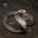 Indonesian Cobra - Photo (c) Pasteur Ng, all rights reserved, uploaded by Pasteur Ng