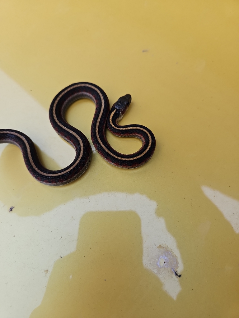Common Garter Snake from Prairie Creek Redwoods, Prairie Creek Redwoods
