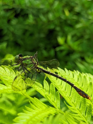 Perissogomphus asahinai