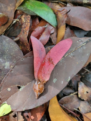 Verrucous Dipterocarp