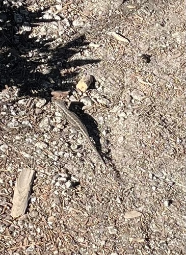 iNaturalist observation photo of Common Sagebrush Lizard