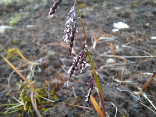 false semaphoregrass (Pleuropogon sabinei)