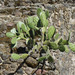 Opuntia fuliginosa - Photo (c) Roberto Arreola Alemón, all rights reserved, uploaded by Roberto Arreola Alemón