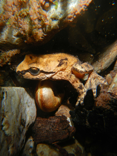 Rocky Mountain Tailed Frog