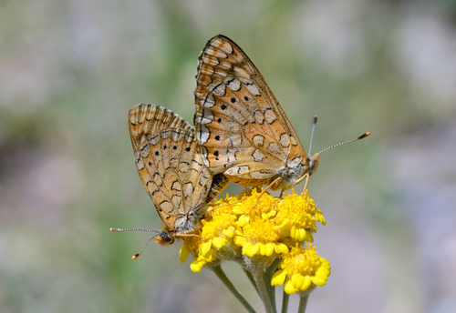 Marsh Fritillary