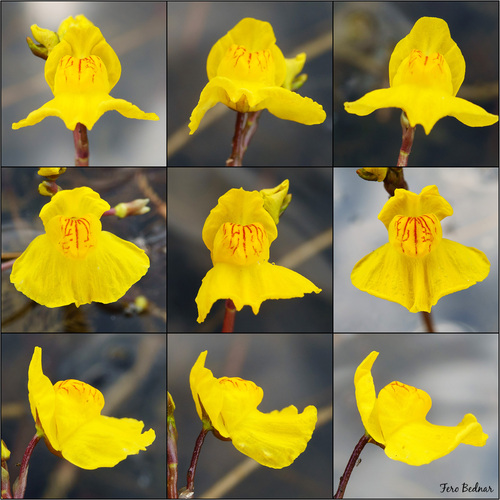 Utricularia × neglecta